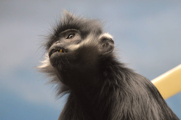 Francois Langur małpa - Zdjęcie, obraz