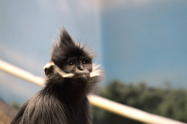 Francois Langur Monkey - Photo, Image
