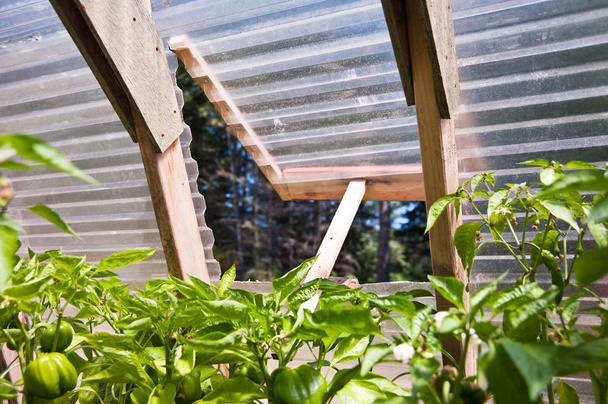 Abrir ventana de invernadero
 - Foto, Imagen