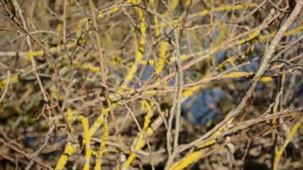 Весенние ветви на фоне жёлтых лишайников
 - Кадры, видео