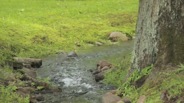Malý potok v zeleném parku Peterhof, Petrohrad - Záběry, video