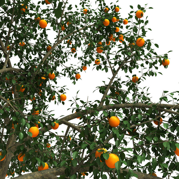 Orange tree 3d rendering - Photo, Image