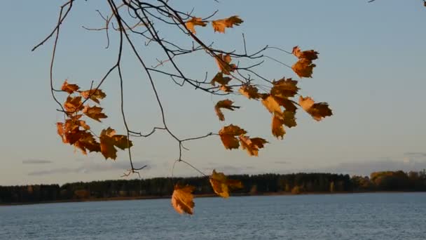 Φθινοπωρινά φύλλα σφενδάμου στον άνεμο - Πλάνα, βίντεο