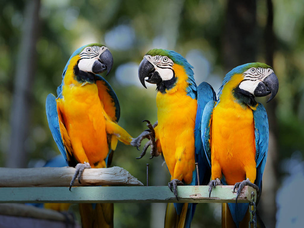 Gyönyörű Ara papagáj - Fotó, kép