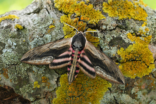 Privet hawk moth(Sphinx ligustri)  - Photo, Image