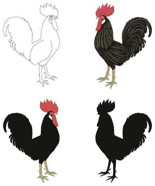 Set of various cocks, silhouette, outline, painted. - Vector, Image