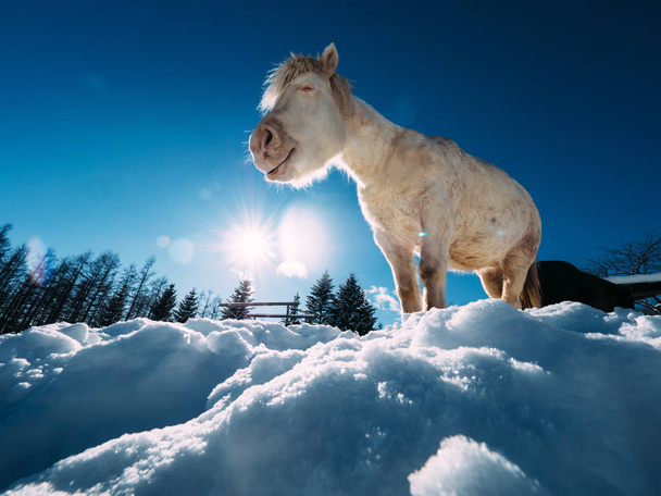 caballo blanco y cielo azul
 - Foto, Imagen