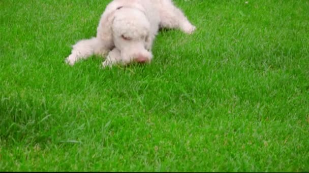 Perro caniche blanco acostado sobre hierba verde. Cachorro comiendo hierba. Calma perro oliendo
 - Metraje, vídeo
