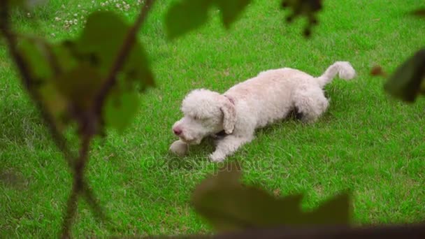 Scratching op groen gras hond. Witte Labradoodle jeuk op gazon - Video