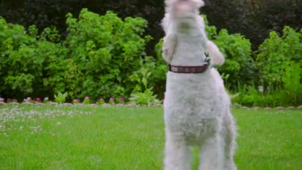 weiße Labradoodle schütteln. gutes Hundeschütteln. Schönes Tier draußen - Filmmaterial, Video