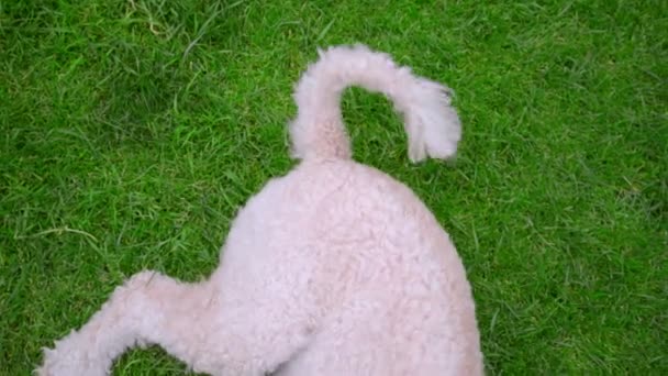 Pes vrtí ocasem. Bílý pes na zelené trávě. Bílá, labradoodle ležící na trávníku - Záběry, video