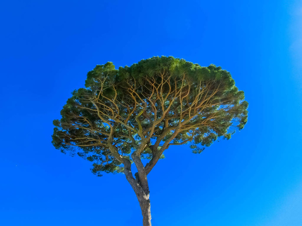 Le célèbre pin d'Italie
 - Photo, image