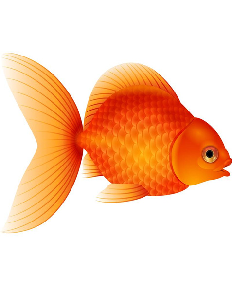Cartoon goudvis geïsoleerd op witte achtergrond - Vector, afbeelding