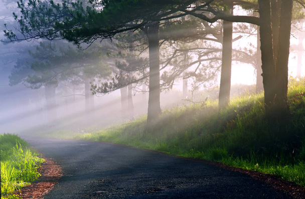 Fantastický mlžného lesa s borovice ve slunečním světle. Sluneční paprsky skrz strom. Kosmetický svět - Fotografie, Obrázek