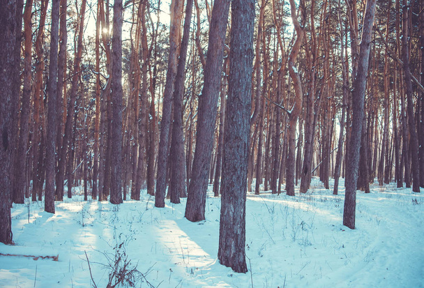 Puesta de sol en un bosque de invierno
. - Foto, Imagen