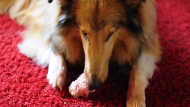 Collie perro con hueso
 - Metraje, vídeo