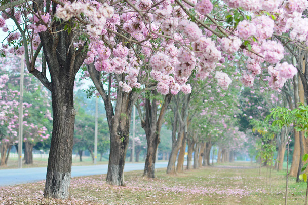 Розовое соцветие цветочного дерева - такой красивый природный пейзаж для феба
 - Фото, изображение