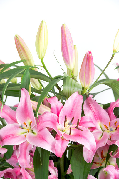 Pink Lily Flowers - Zdjęcie, obraz