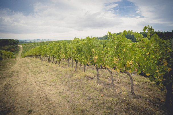the grape fields in Tuscany, Italy - Valokuva, kuva