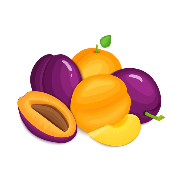 Composition of juicy plums and apricots. Ripe vector apricot  plum fruits whole  slice appetizing looking. Group  tasty  for design the packaging  juice, breakfast healthy eating vegan - Vector, Image