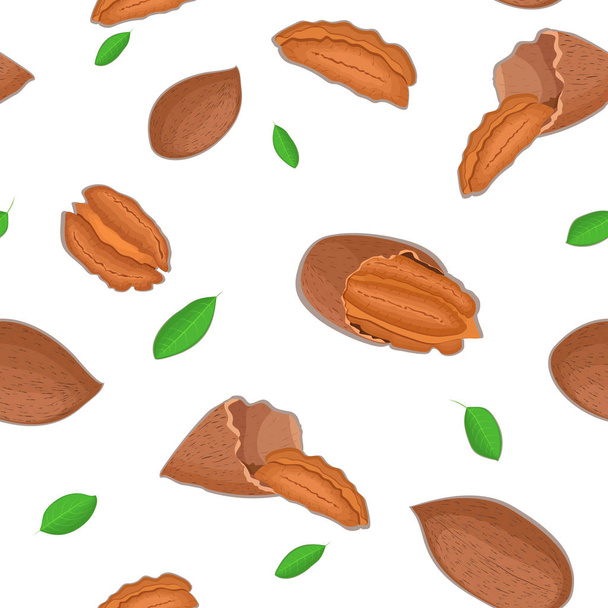 Vector seamless pattern pecan nut. Illustration of peeled nuts and in shell isolated on white background it can be used as packaging design element printing brochures  healthy  vegetarian diet - Vector, Image
