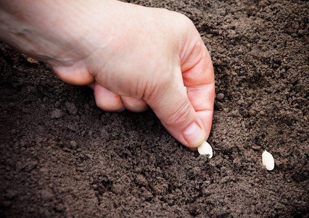 Ženská ruka pěstování cukety semen v půdě. Selektivní fokus - Fotografie, Obrázek