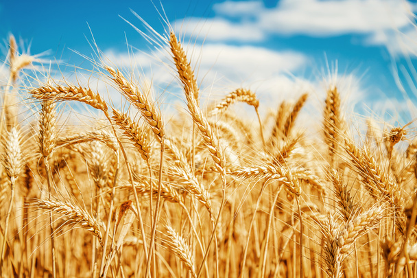 Campo de trigo dorado y cielo azul - Foto, imagen