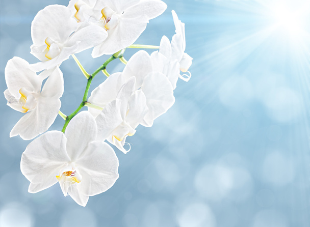 Белая орхидея
 - Фото, изображение