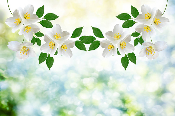 Jazmín blanco La rama delicadas flores de primavera
 - Foto, imagen