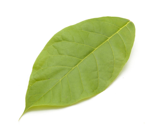 Green leaves on white background - Foto, Imagen