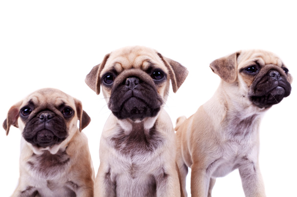 drie nieuwsgierig pug puppy honden - Foto, afbeelding