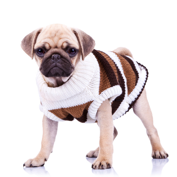 pé esfregonas cão vestindo roupas
 - Foto, Imagem