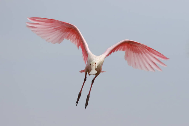 Spoonbill rosado en vuelo - Merritt Island Wildlife Refuge, Fl
 - Foto, imagen