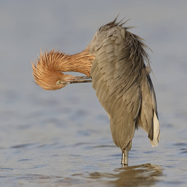 Egret rossastro preening le sue piume - Florida
 - Foto, immagini