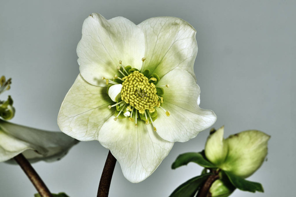 Біла весна квітка
 - Фото, зображення