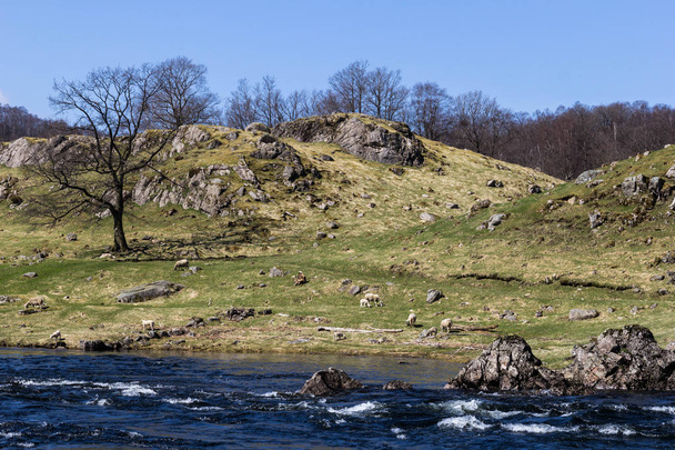 Σκανδιναβική φύση τοπίο, βοσκοτόπων κατά μήκος του ποταμού τραχύ - Φωτογραφία, εικόνα