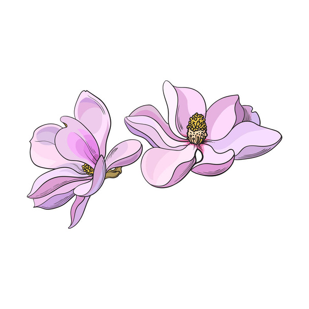 Two pink magnolia flowers, sketch vector illustration - Vector, afbeelding