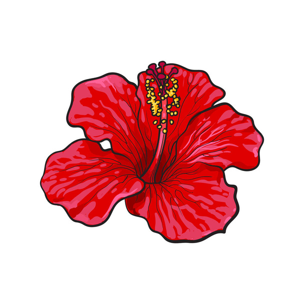 Single bright red hibiscus tropical flower, sketch vector illustration - Wektor, obraz