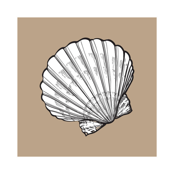 white saltwater scallop sea shell, isolated sketch style vector illustration - Διάνυσμα, εικόνα