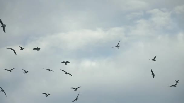 alarmed  birds in the sky - Footage, Video