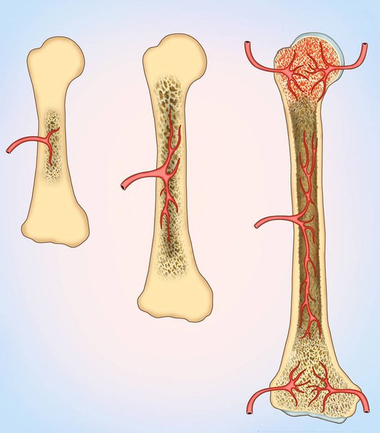 Кістковий ріст і формування кров'яних клітин
 - Фото, зображення