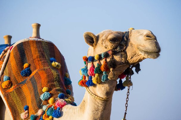 The muzzle of the African camel - Foto, immagini