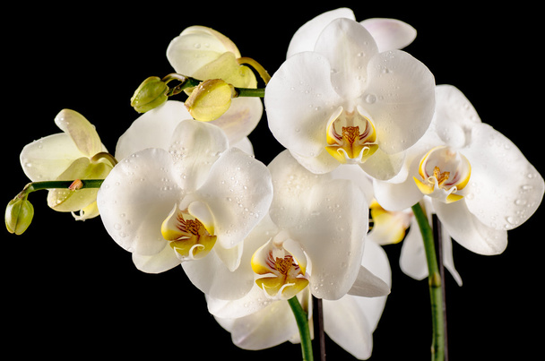 izole siyah arka plan üzerine beyaz orkide - Fotoğraf, Görsel