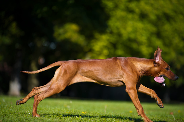 Beautiful dog rhodesian ridgeback puppy - Foto, Imagem
