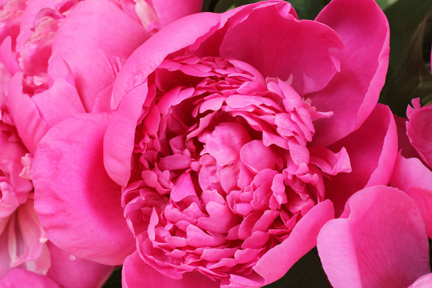 開いた暗いピンクのシャクヤクの花束。クローズ アップ - 写真・画像