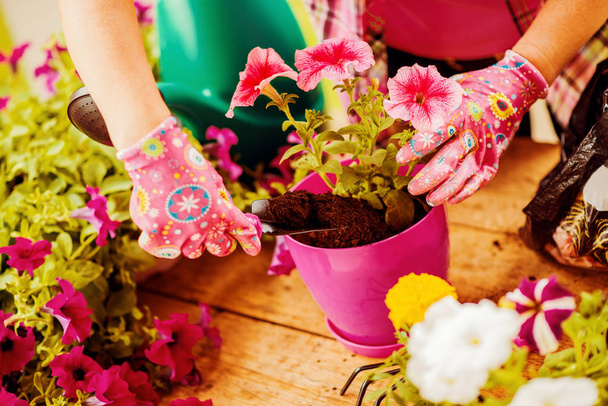 jardinagem em casa
 - Foto, Imagem
