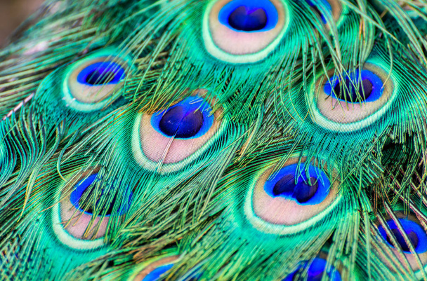 Primer plano de las plumas de pavo real
 - Foto, Imagen