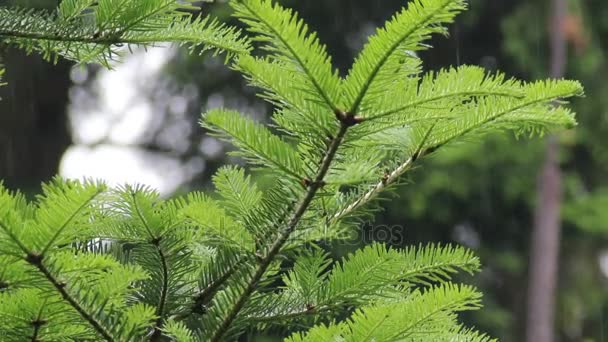 fir branch in the rain - Materiaali, video