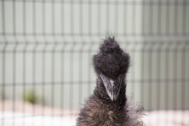 Primer plano del emu
 - Foto, Imagen