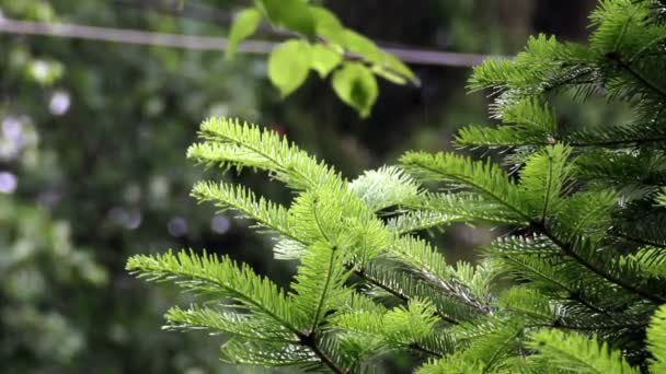 fir branch in the rain - Felvétel, videó